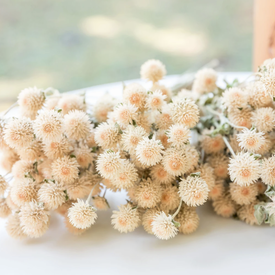 QIS Cream, Gomphrena Seeds